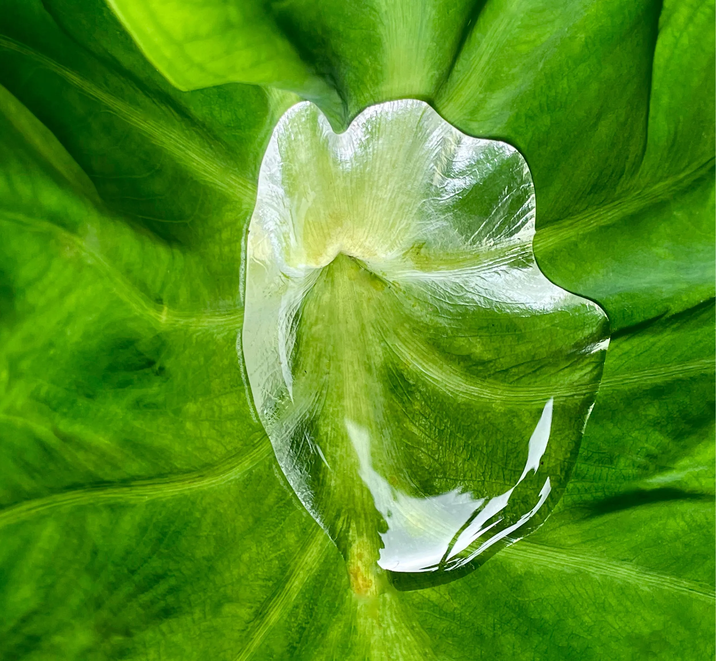 color drawing detail of a Kalo leaf with a water droplet in the middle.